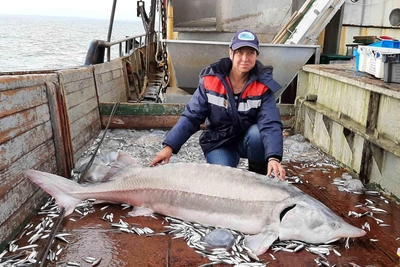 Russian sturgeon fishing may resume in Sea of Azov soon