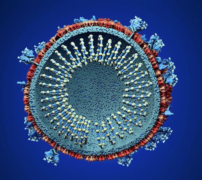 Инфографика: слабые места коронавируса