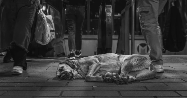 Источник: Emma Boyle / Pet Photography Awards&nbsp;— 2025