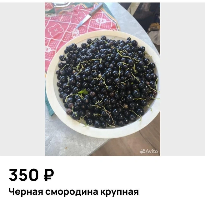 Смородина&nbsp;— тоже недешевое удовольствие | Источник: Avito.ru