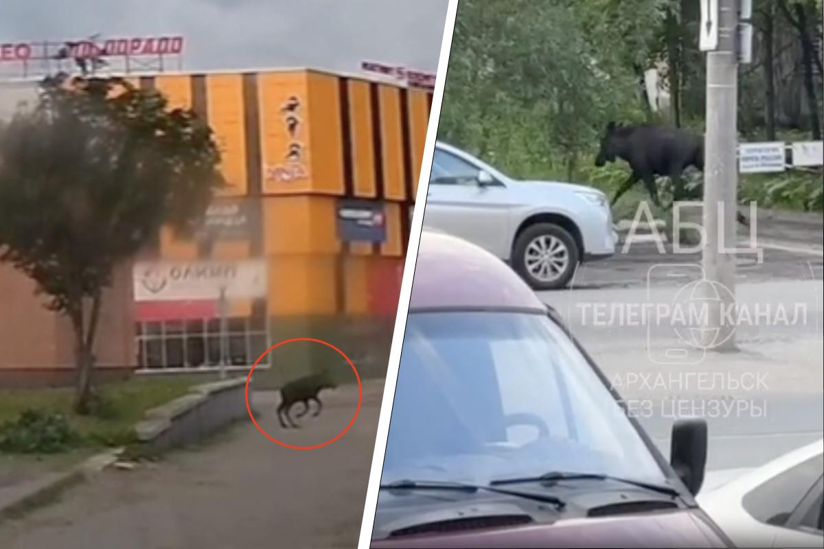 По Архангельску бегает дикий лось: его сняли на видео