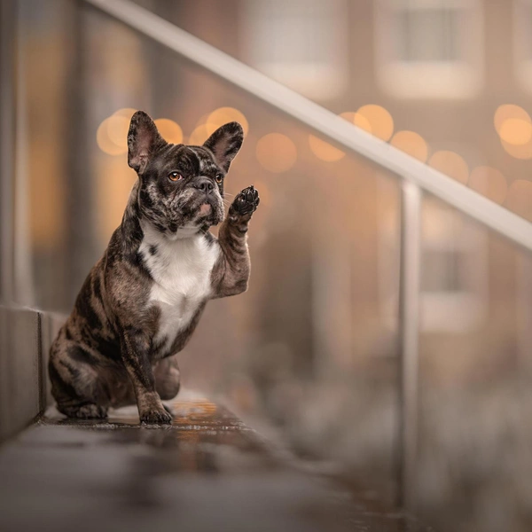Источник: Renate Zuidema / Pet Photography Awards 2023