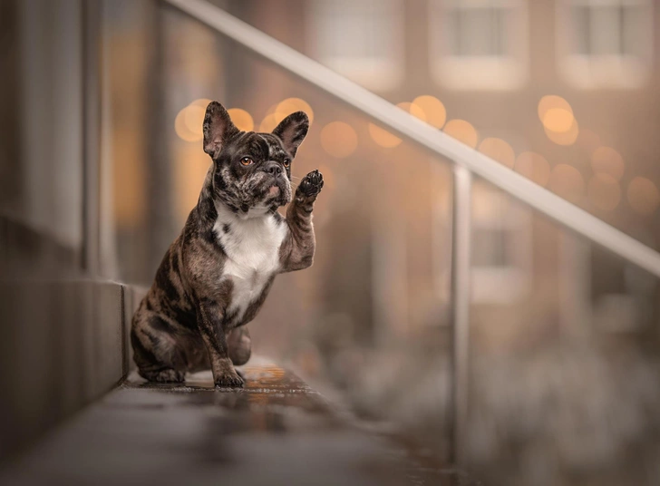15 самых смешных фото за всю историю конкурса Pet Photography Awards | Источник: International Pet Photography Awards