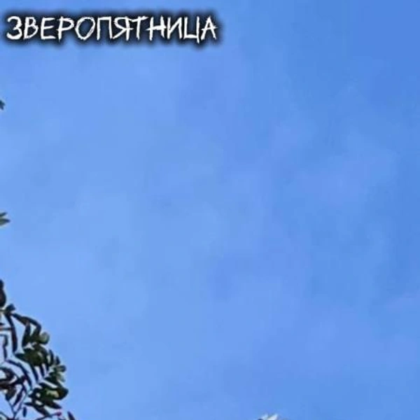 Источник: ЗвероПятница