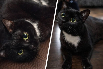 Ласковая кошка Даша ждет хозяина в Новосибирске