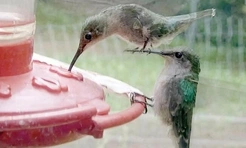 Самые смешные животные из фотосообщества Important Animal