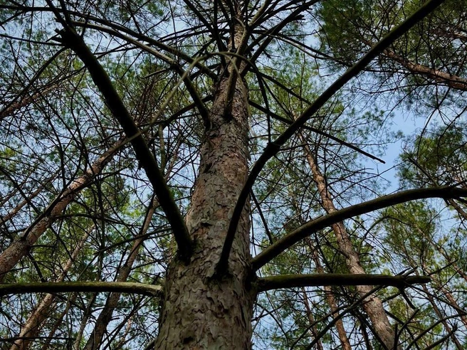Нога утопает в мягком ковре из опавших иголок | Источник: Надежда Король