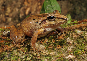 Лягушка в розыске: как зоологи потеряли более 500 видов животных