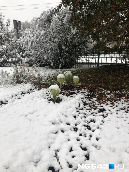 Кто-то еще не успел собрать весь урожай | Источник: Александр Левчук / NGS42.RU