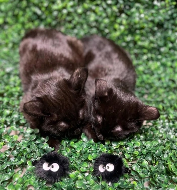 Источник: «Наследие Бастет» / «ВКонтакте»