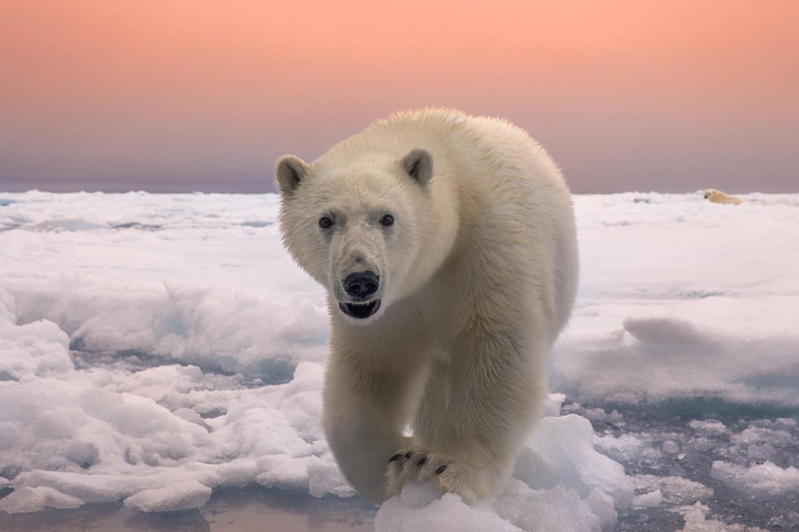 Выставка Nature Photo Team в Москве