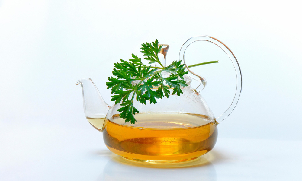 Полынь поможет в борьбе с коронавирусом | Вокруг Света