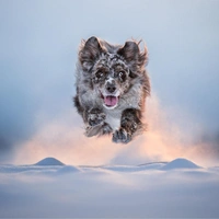 Славные псы: посмотрите на лучшие снимки участников конкурса фотографий собак Dog Photography Awards 2026