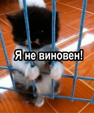 Коты как вечные герои смешных мемов