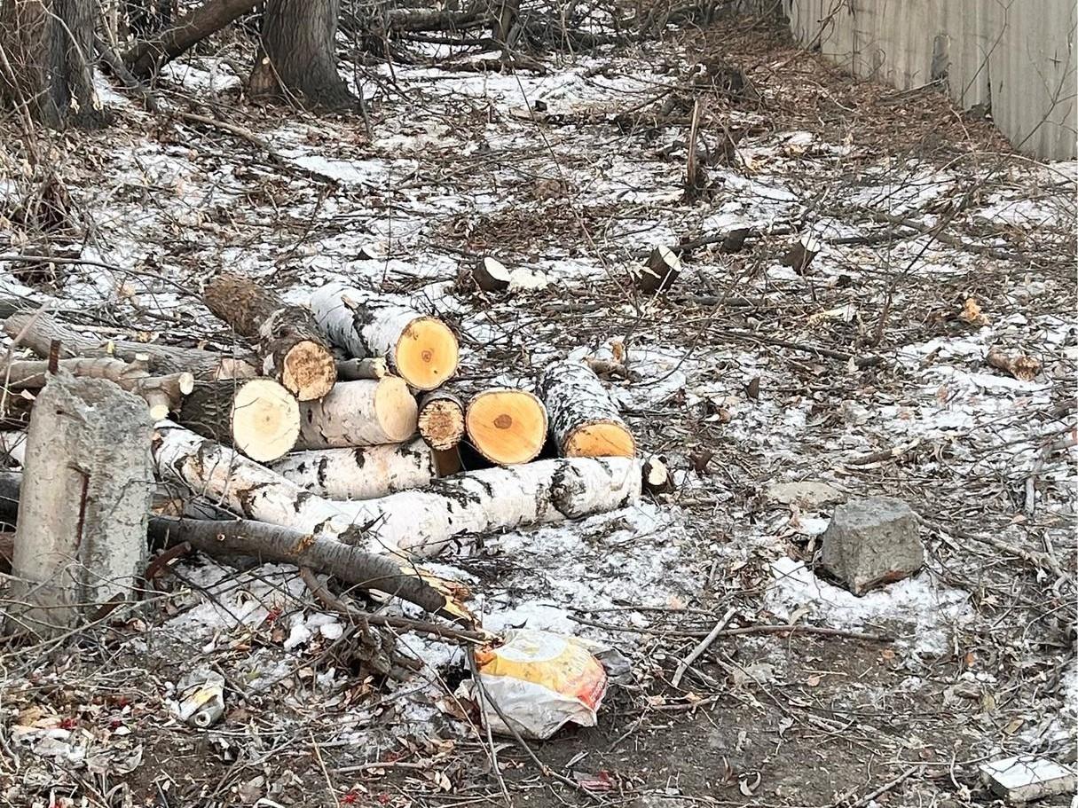 В санитарной зоне ЧМК незаконно вырубили 22 дерева