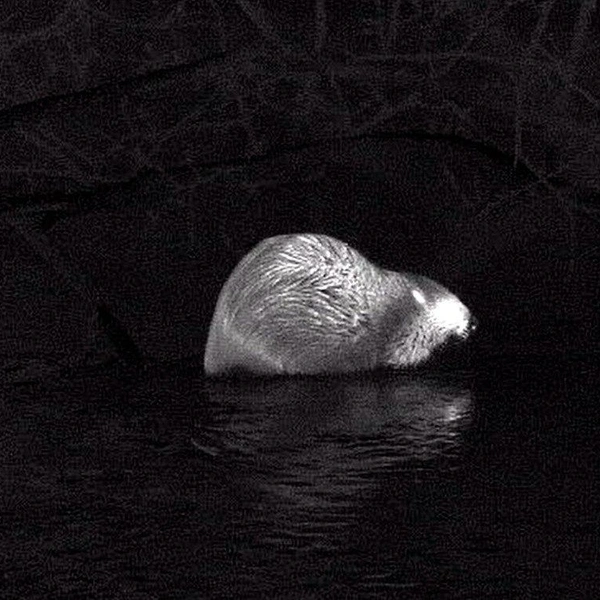 Источник: Павел Глазков / Каждой твари по паре