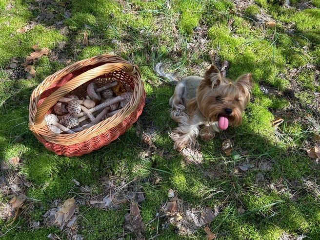 Бузулукский бор тоже радует посетителей богатой добычей  | Источник: Грибы и Грибники Самарская область / Vk.com 