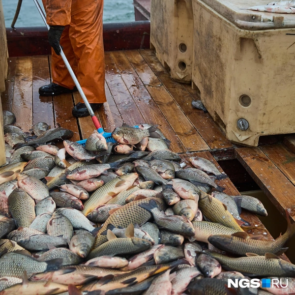 В первые секунды на баркасе насыщенный аромат сырой рыбы буквально сбивает с ног, но очень скоро он как будто перестает существовать | Источник: Александр Ощепков / NGS.ru