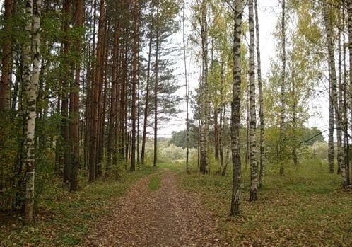 В Спасске инженера по охране леса будут судить за подлог | ya62.ru