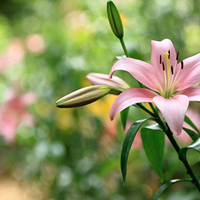 Аватарка veselovaMasha86