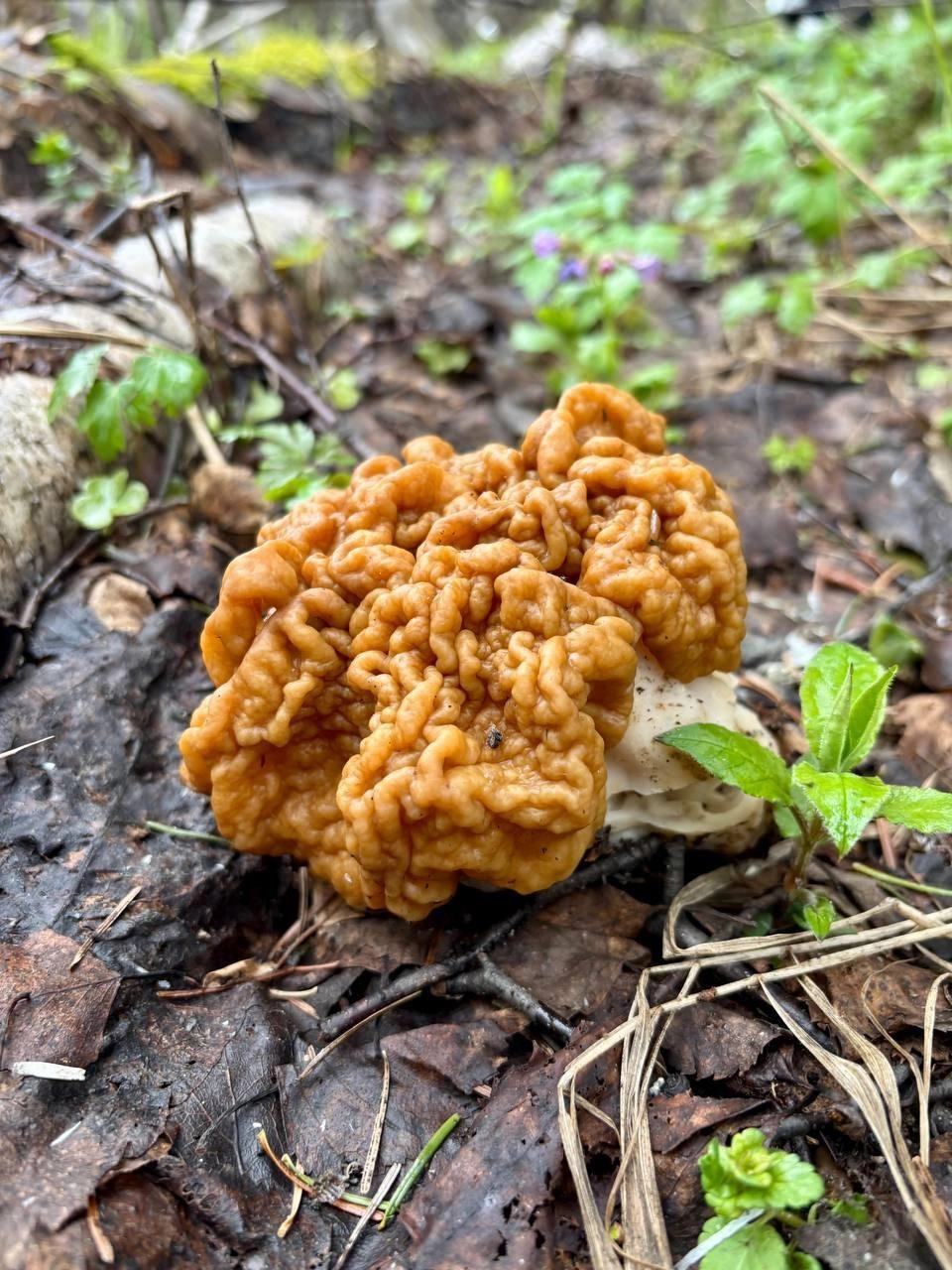Внешне гриб напоминает грецкий орех | Источник: Александра Карамазова / «Дары лесов Урала» / Vk.com