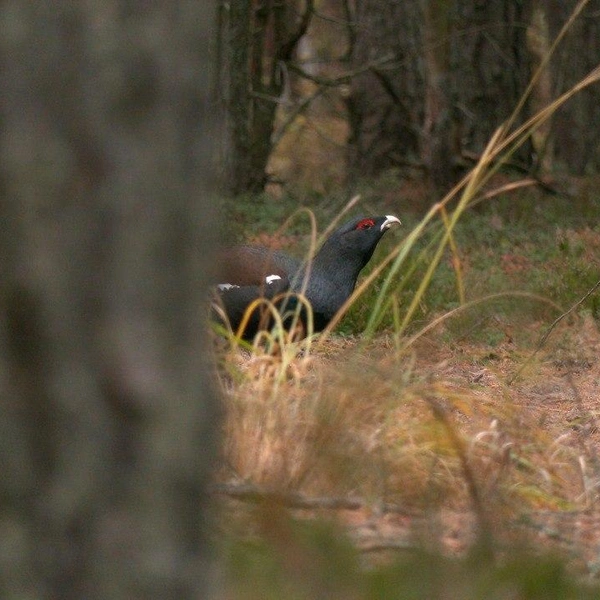 Источник: Павел Глазков / «Каждой твари по паре» 