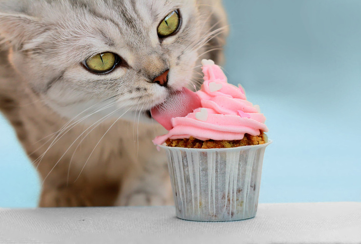 Ученые объяснили, почему кошки привередливы в еде