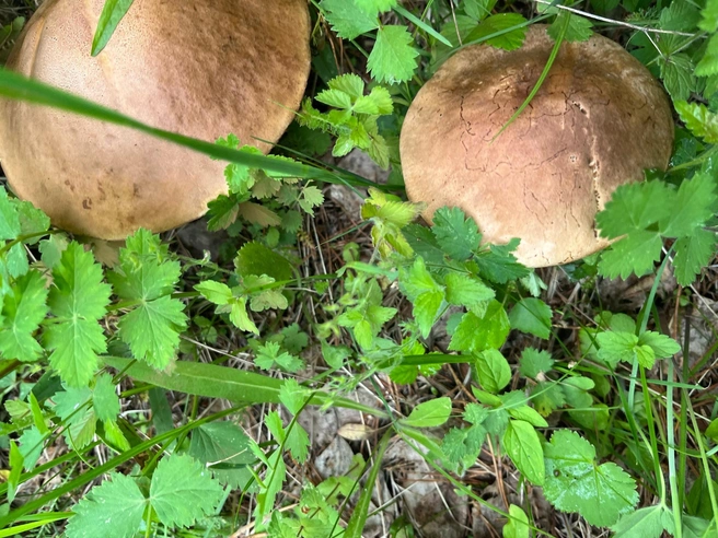 Эти — из деревни Ляпуново в Красноборском районе | Источник: Екатерина Тюкавина