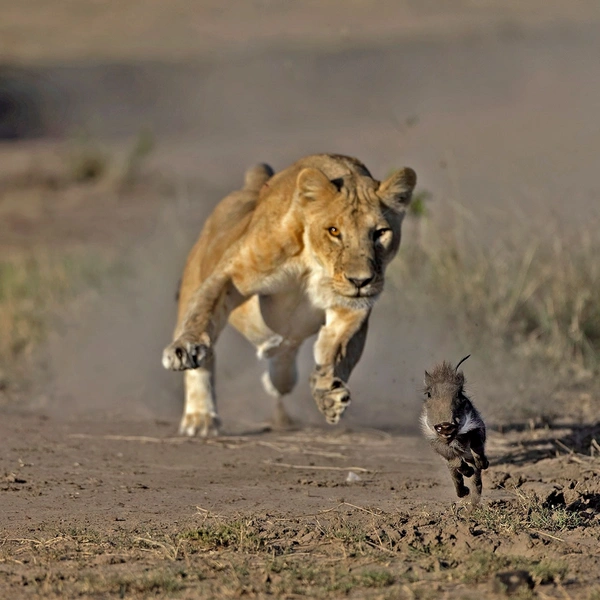 «Это не симба!» | Источник: Kushal M Guttedar / Nature inFocus Awards 2021