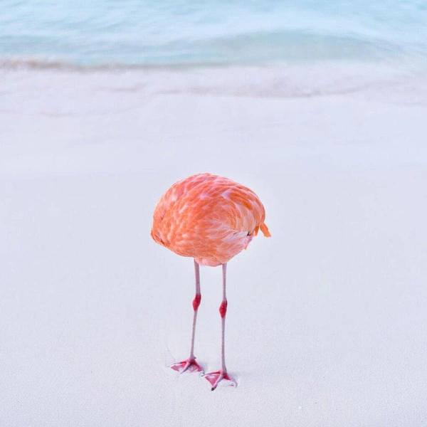 «А голову я дома забыл» | Источник: Miles Astray / Nikon Comedy Wildlife Awards 2025