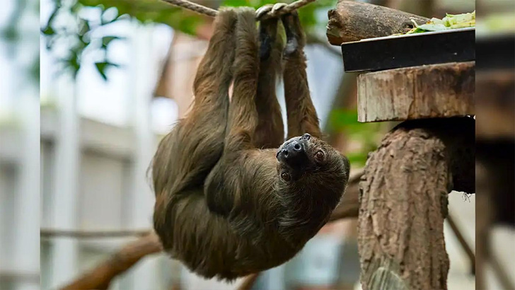 По человеческим меркам ему 100: как самый старый ленивец в мире стал долгожителем?