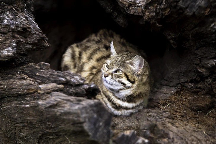 Источник: bcampbell65 via Shutterstock/Fotodom.ru