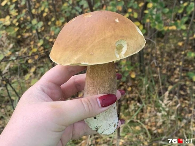 Лесные обитатели не прочь полакомиться грибами | Источник: Александра Мамонтова / 76.RU