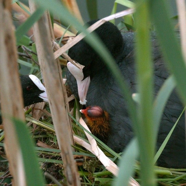 Источник: Каждой твари по паре | Павел Глазков | Животные, природа, Санкт-Петербург, Ленобласть