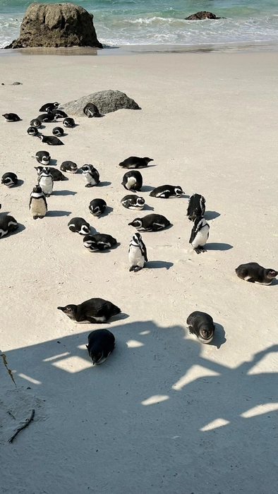 Собственно, сами пингвины. Да, они живут не только в Антарктиде, но и «через речку» от нее — в Южной Африке | Источник: Вкус свободы / vk.com