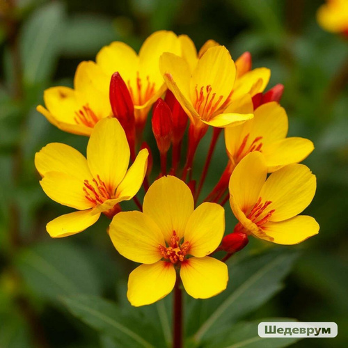 Изображение пользователя