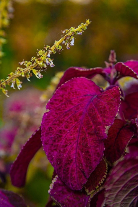 Фиолетовый цвет едва ли ассоциируется с осенью, но фотограф иного мнения | Источник: Алексей Сапицкий 