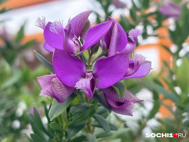 Шикарный полигала миртолистный | Источник: Анна Грицевич / SOCHI1.RU