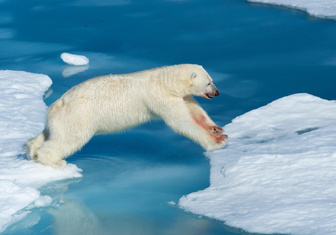 Почему полярные животные не отмораживают лапы на льду?