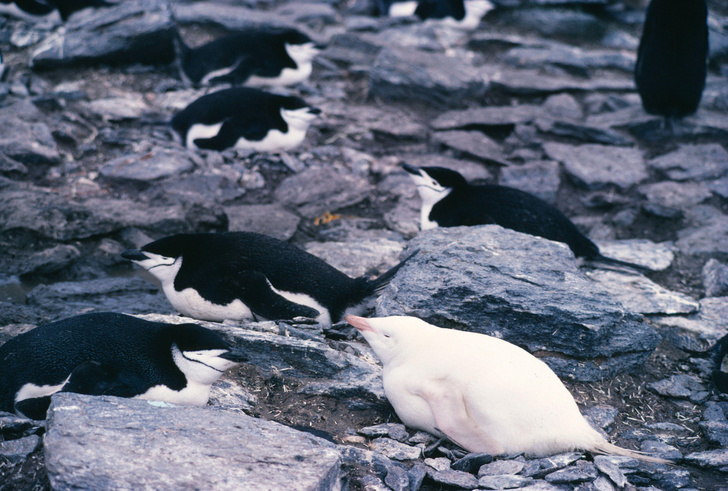 Белые вороны: почему появляются на свет альбиносы и как им живется