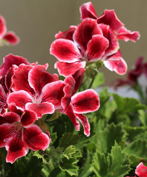 Какие цветы нужно иметь дома: 12 лучших растений для вашего интерьера