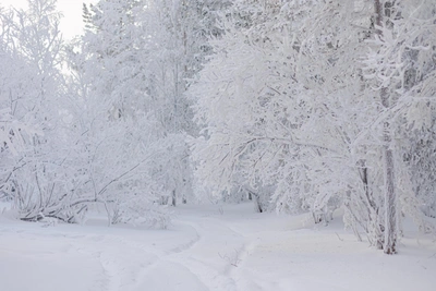 В Зауралье ударят морозы до -36 градусов
