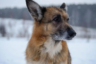 В Татарстане назвали условия для усыпления бездомных животных