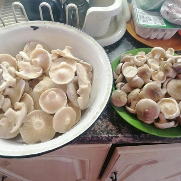 Источник: Алексей Погорелов / Грибы в Подмосковье 2025 / VK.com