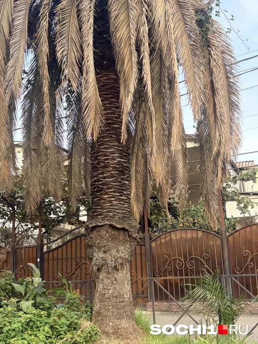 Источник: Анна Грицевич / SOCHI1.RU