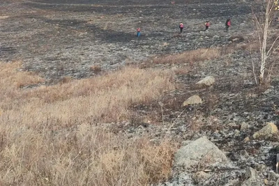 Лесной пожар на 37 га потушили после поджога в Забайкалье