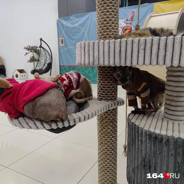 Источник: Сергей Гендин / 164.RU