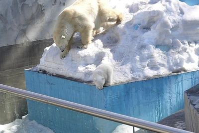 В Новосибирском зоопарке откроют доступ к медвежонку через месяц