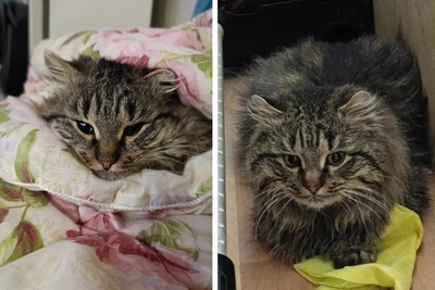 Cat follows Siberian women to father's grave, now seeking home