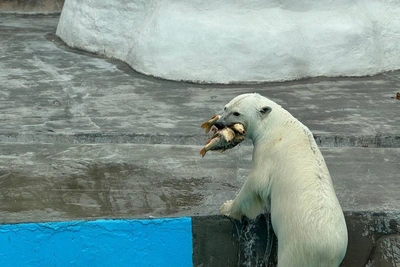 Шайна: медведица с капризным нравом прибавила в весе после переезда